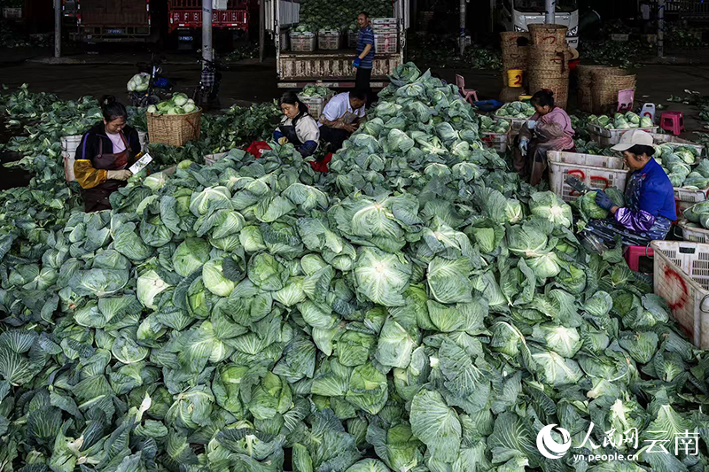 中老铁路助力云南通海蔬菜鲜销东南亚国家(图3)