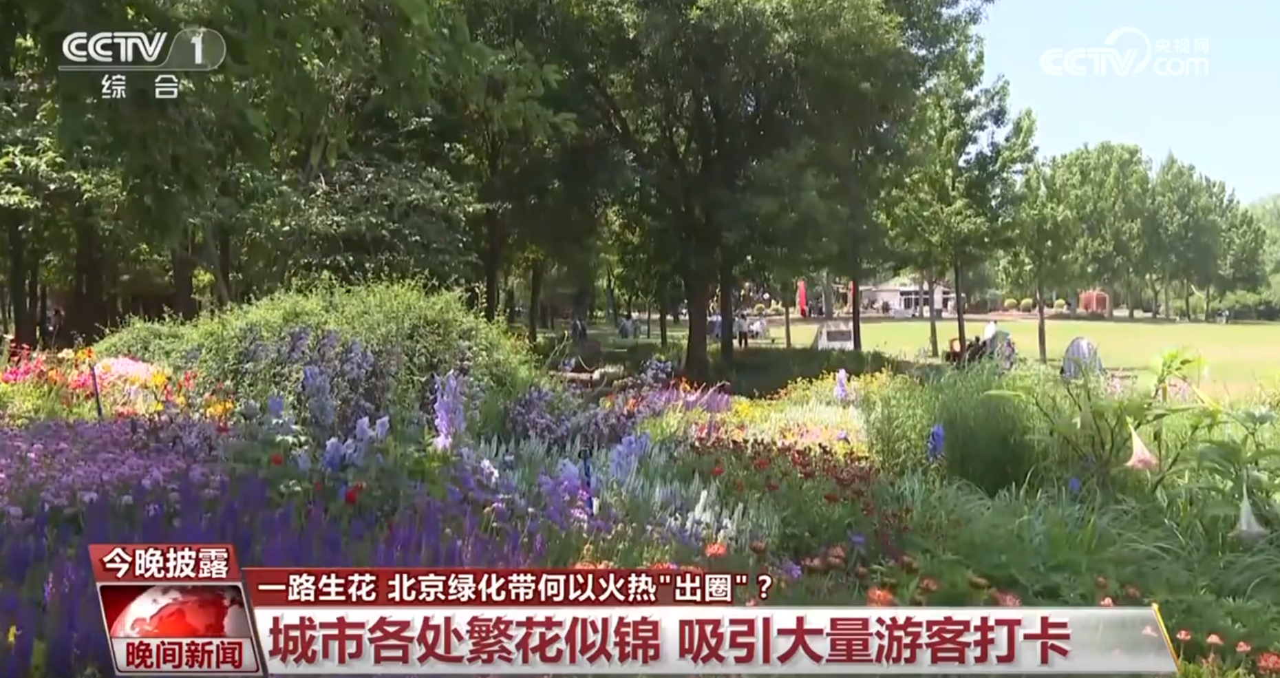一路生花 北京绿化带何以火热“出圈”？(图1)